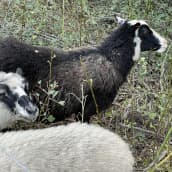 Lähikuva, jossa kolme lammasta vierekkäin heinikossa