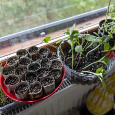 Taimia kasvatetaan keittiön ikkunalaudalla.