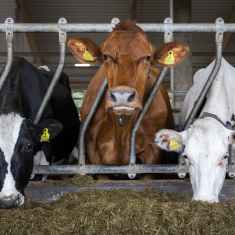 Kolme lehmää josta keskimmäinen tuijottaa kameraan ja vierellä olevat syövät rehua.