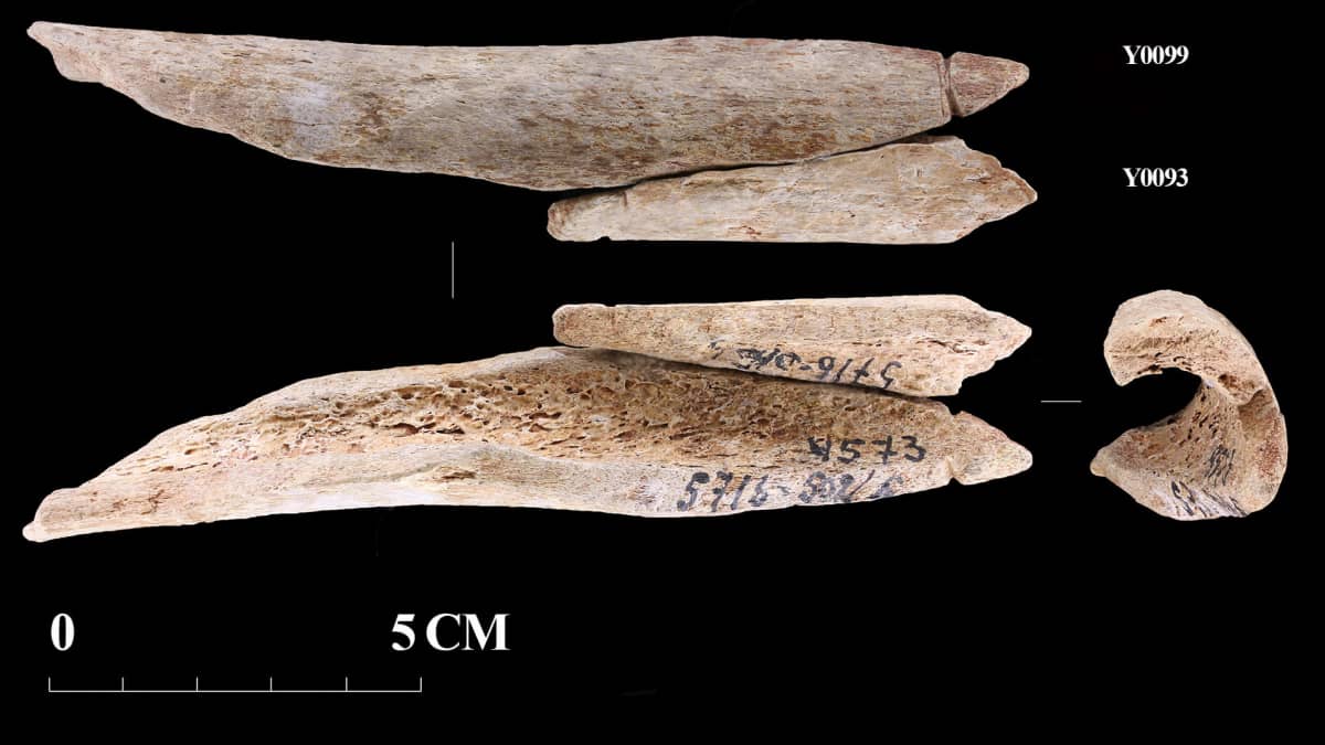 Kaksi kivikautisen ihmisen reisiluusta tehtyä riipusta, jotka löydetty arkeologisista kaivauksista.