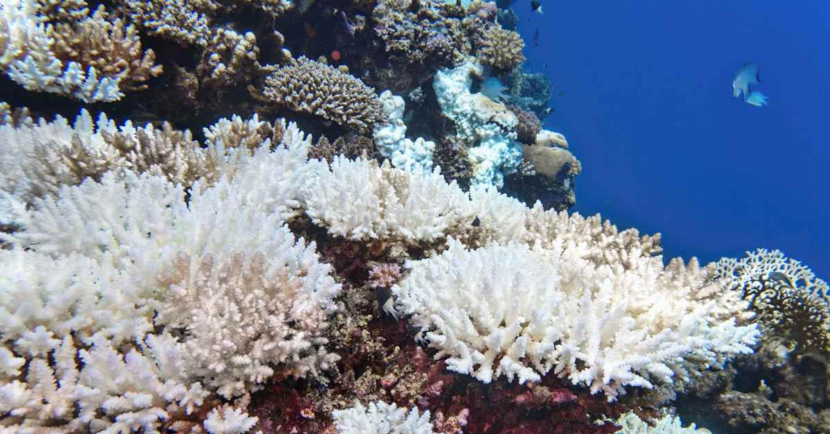 Yli puolet maailman koralleista kuoli tai vaurioitui 2014–2017 – nyt käynnissä on vielä ankarampi lämpöaalto