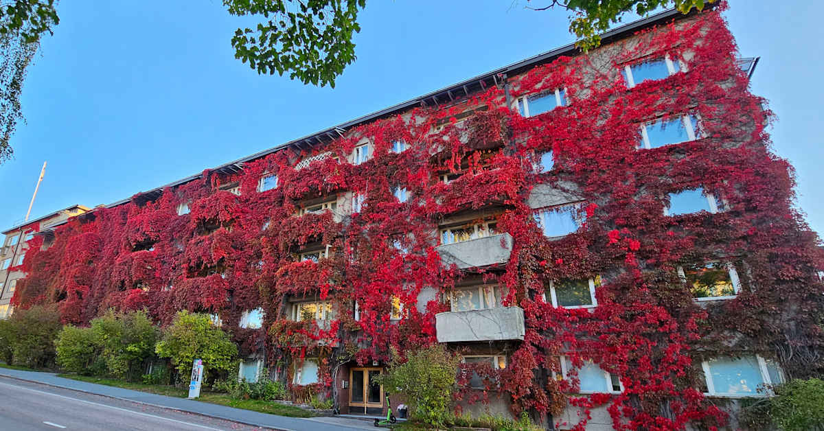 ”Villiviinitalo” kuoriutuu esiin köynnösten alta Jyväskylän Vaasankadulla – remontti paljastaa julkisivun kunnon