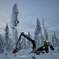 Ponssen metsätyökone kaataa puuta lumisessa metsässä