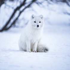An Arctic fox with a white winter coat.