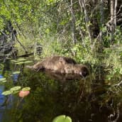 Mäntyharjulla Ylä-Ryötyn lammesta löytyi rannalta kuollut karhu.