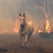 En vit häst galopperar med rök och brinnande träd i bakgrunden.