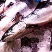 Norjalaista merilohta kalatiskllä.