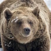 Ranuan eläinpuiston Malla-karhu lumihangessa.