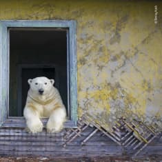 Jääkarhu kurkistaa hylätyltä näyttävän talon ikkunasta ulos.