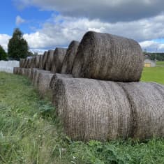 Pitkä rivi olki- ja rehupaaleja pellon laidalla.