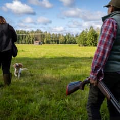 Ulla Ruistola, cockerspanieli Toffee ja Heini Lehto pellolla metsästyskoiraharjoituksissa.