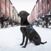 Tullikoira Vimma istuu kahden junanvaunun välissä.