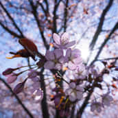 Kirsikankukkia puistossa.
