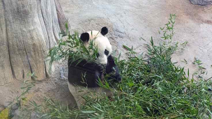 A black-and-white bear sits by a tree trunk eating bamboo leaves. 