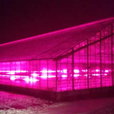 Kasvihuone valaistuna LED-valaisimilla punertavaksi.