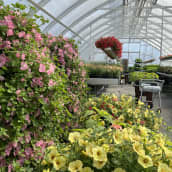 Etualalla vaaleanpunaisia ja keltaisia runsaita kukkatorneja kasvihuoneessa. Taustalla runsaasti erilaisia kukkia ison kasvihuoneen perälle saakka.