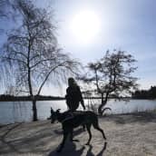 Koiran ulkoiluttaja lenkillä koiransa kanssa aurinkoisessa säässä. 