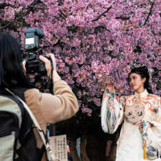 Nainen poseeraa valokuvaajalle kirsikkapuun alla Ueno Parkissa Tokiossa.