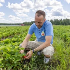 Yrittäjä Jarkko Hietanen kyykyssä mansikkapensaan vieressä Wennborgin tilan pelloilla tarkastelemassa mansikkasatoa 