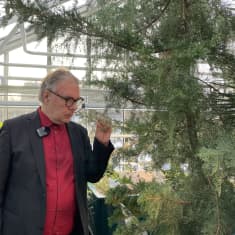Tietokirjailija Ari Turunen nuuhkii Välimeren sypressiä Helsingin kasvitieteellisessä puutarhassa.