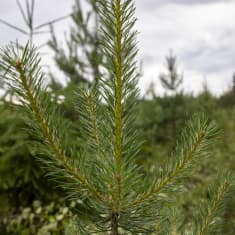 Männyntaimi nuoressa metsässä