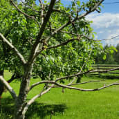 Omenapuut ovat kärsineet viimeisen vuoden säästä Lounais-Suomessa.