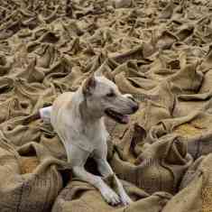 En hund ligger på ett hav av säckar med väte.