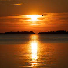 Lokki lentää auringonlaskussa merellä.