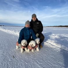 Kolme Bichon Frisééta on lenkillä jäätiellä omistajiensa kanssa.