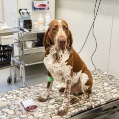 Koira istuu eläinsairaalan toimenpidetasolla edessään pussillinen juuri luovutettua verta. Koira on rodultaan Italianseisoja. Taustalla näkyy verenluovutukseen käytettäviä laitteita.