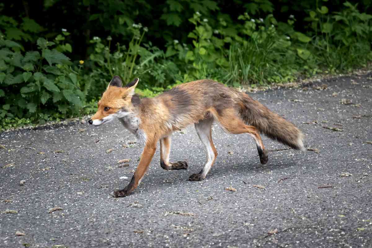 Kotkan keskustassa bongattu paljon kettuja