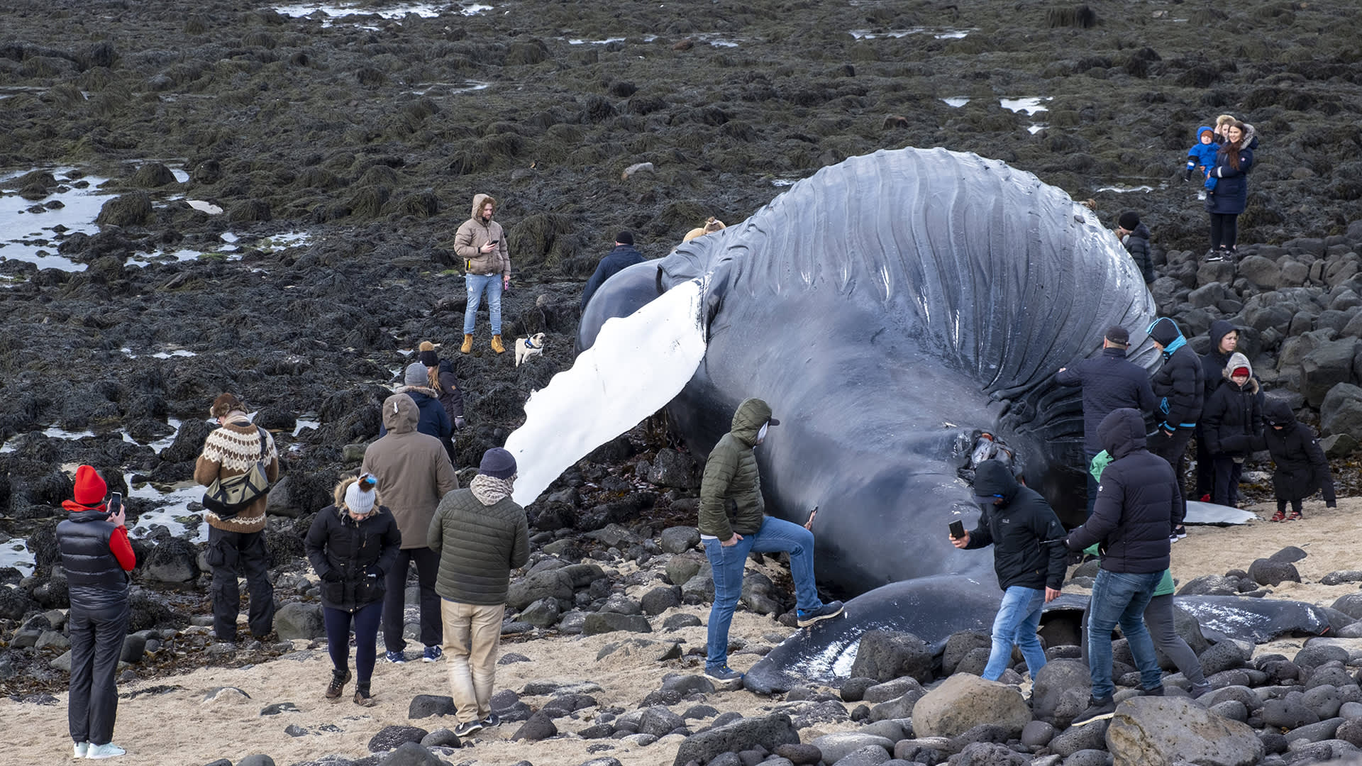 Valaan ruho keräsi uteliaita ihmisiä rannalle Reykjenesin niemimaalla Islannissa.