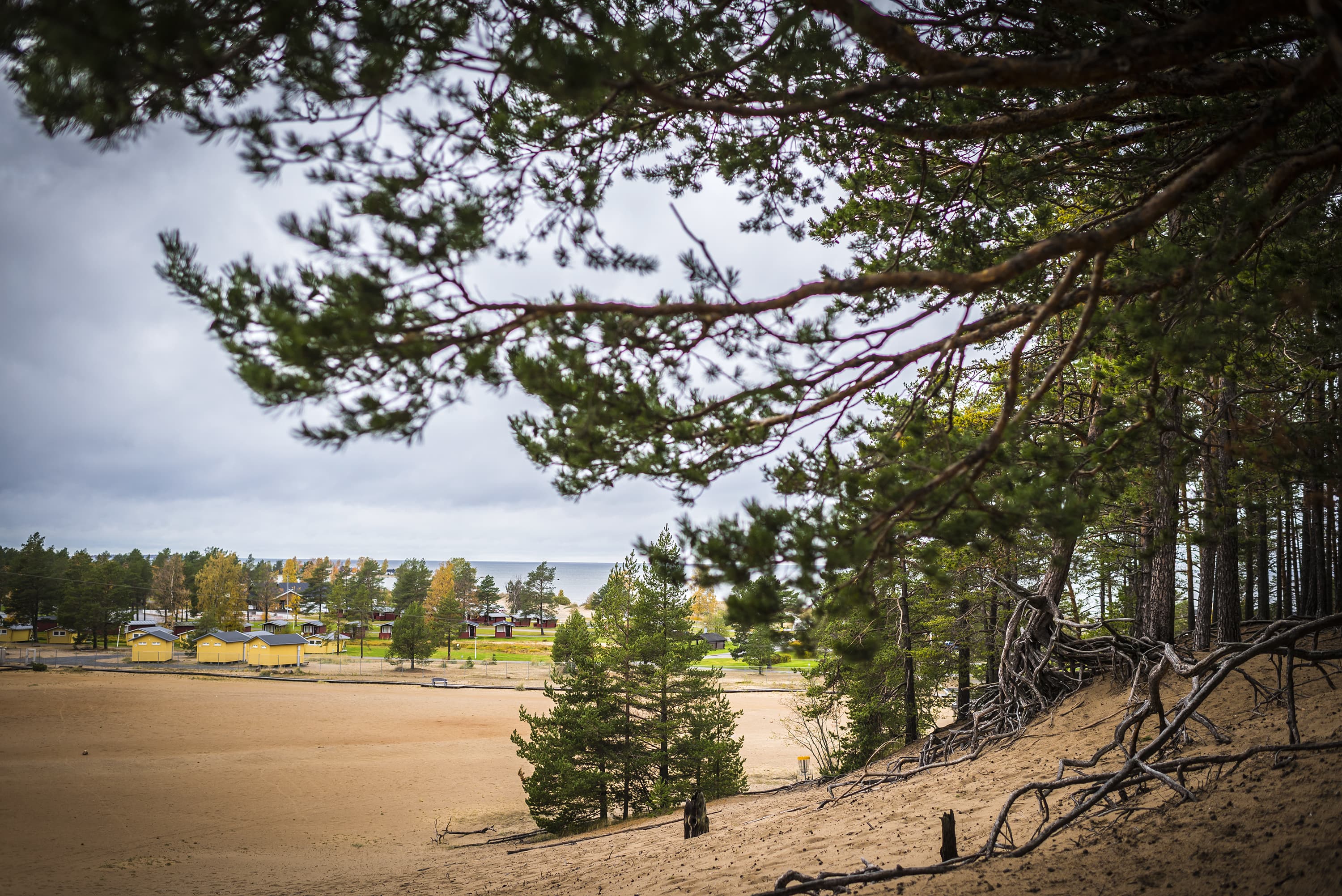Tuulten hiekasta esiin huuhtomia männynjuuria Kalajoen hiekkasärkillä. Taustalla Pohjanlahti ja asuntovaunualue.