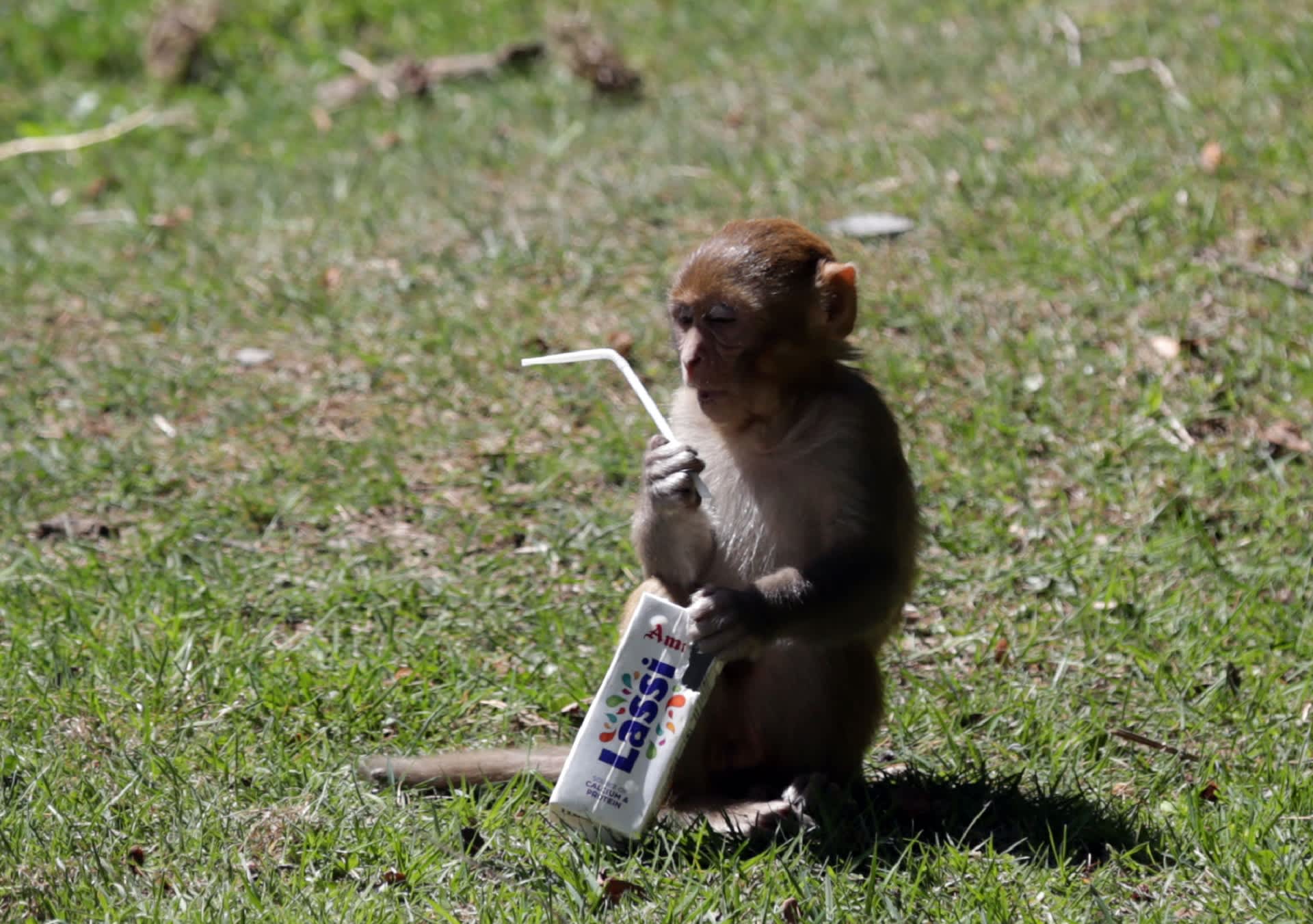 Tämä apinanpoikanen katseli pilliä Khajjiarin turistikohteessa Intian Himachal Pradeshissa maaliskuun lopussa vuonna 2018. 