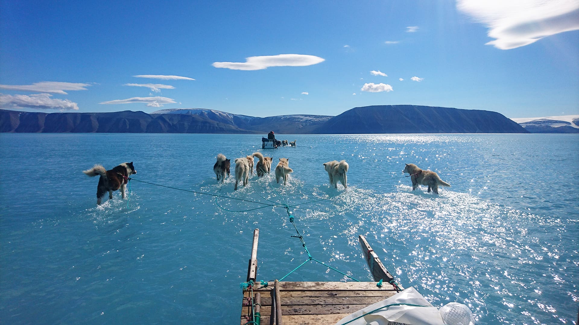 Vedessä rekeä vetäviä koiria Bredninginvuonolla Luoteis-Grönlannissa