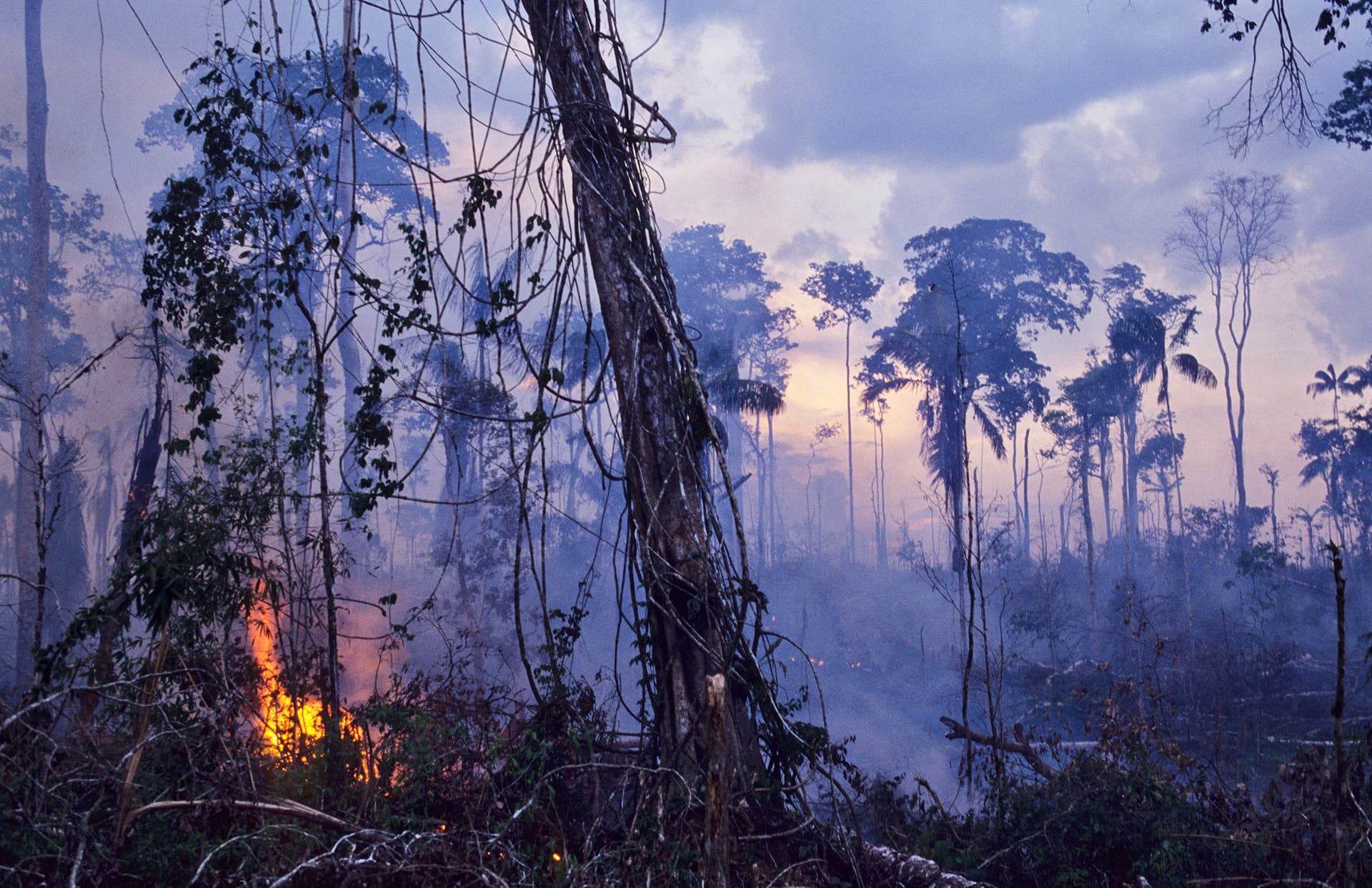 Amatzonin sademetsää poltetaan.