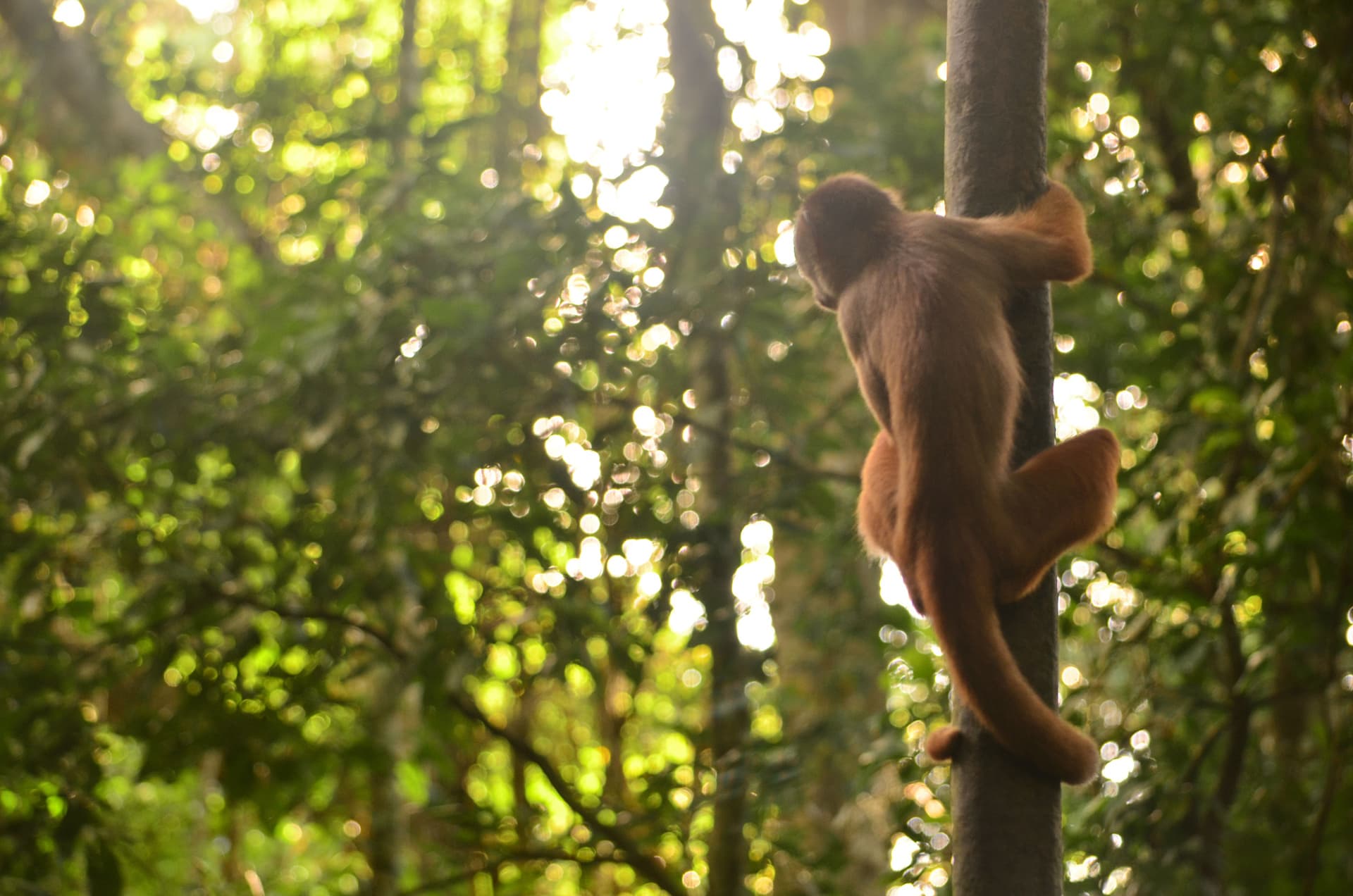Kapusiiniapina Amazonin sademetsässä.