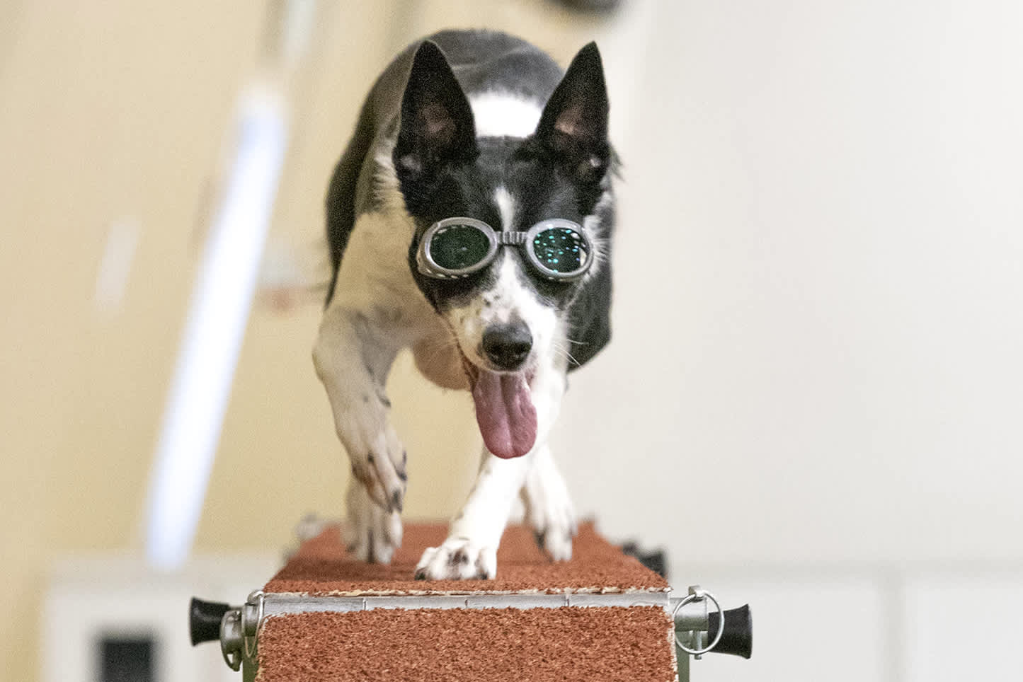 Koira, jolla on koirien silmälasit, juoksee esteen päällä katsojaa kohti.