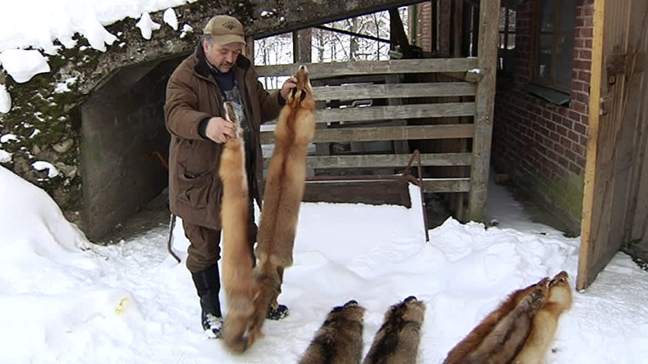 Orimattilalainen metsästäjä Markku Ahonen lajittelee pyytämiään ketunnahkoja.