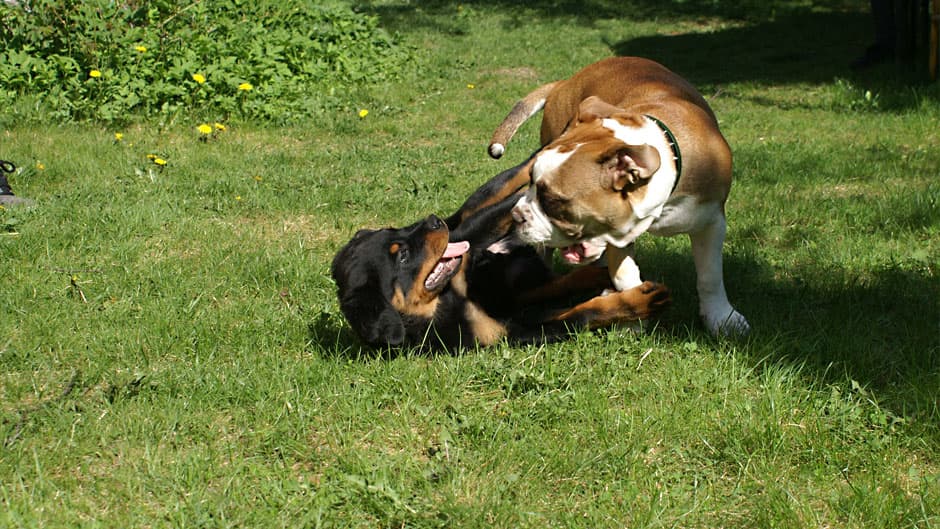 Rottweiler ja vanhaenglanninbulldoggi leikkivät nurmikolla.