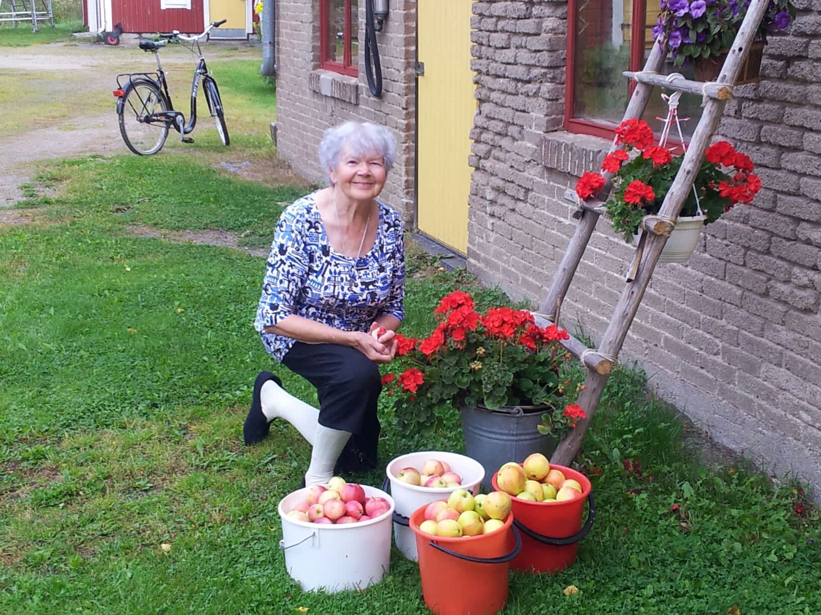 Isokyröläinen Eila Tuominen jakaa omenansa ilmaiseksi halukkaille.