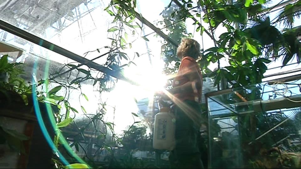 Työntekijä trooppisessa talvipuutarhassa.