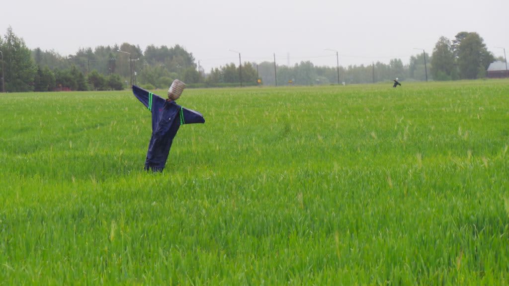 Kaksi haalareihin puettua linnunpelätintä pellolla