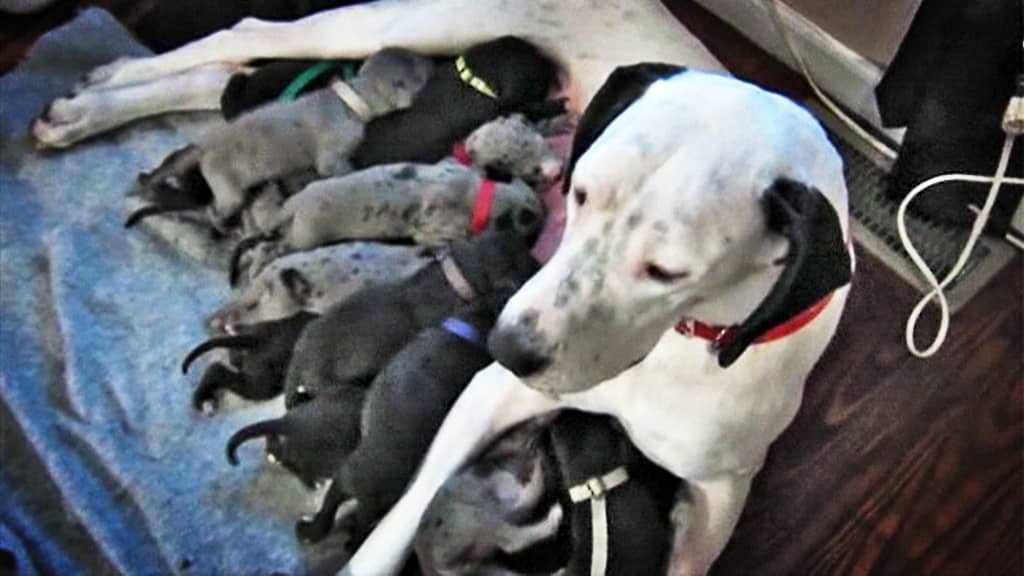 Tanskandoggi sai 19 koiranpentua.