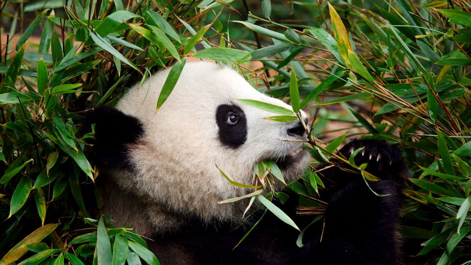 Panda syö bambua Kiinassa.