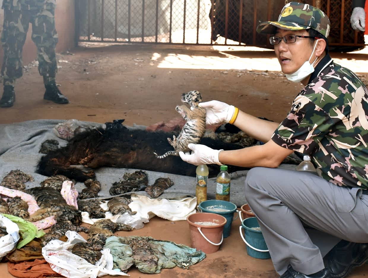 Thaimaalainen viranomainen pitää kädessään pientä kuollutta tiikerinpentua. 