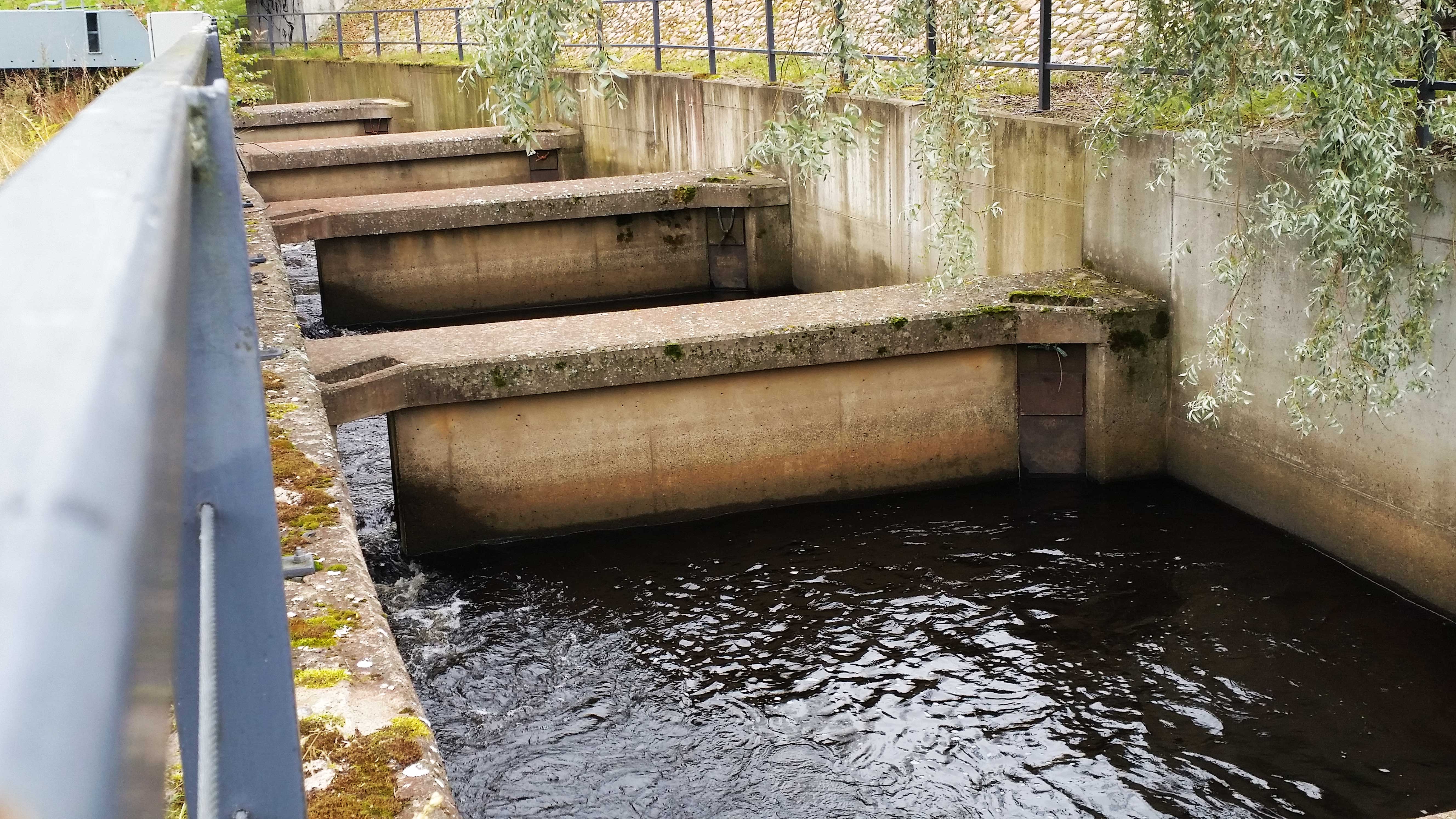 Merikosken kalatien alaosassa virtausta on voimistettu betonisillä väliseinillä, joiden taakse muodostuu suvantopaikkoja. Oulujoen kalatien alaosaa kesällä 2016.