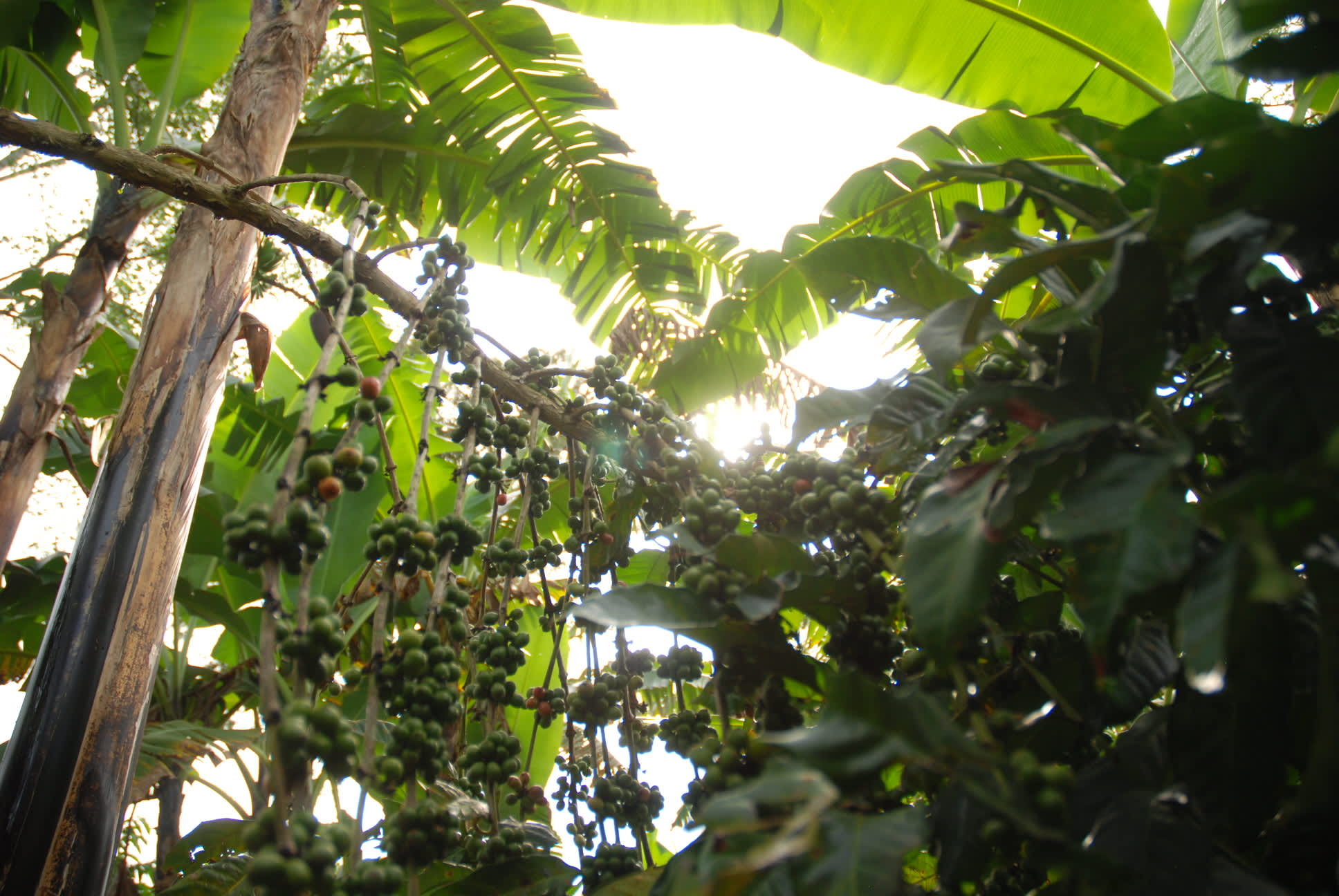 Banaanikasvit varjostavat kahvipensaita.