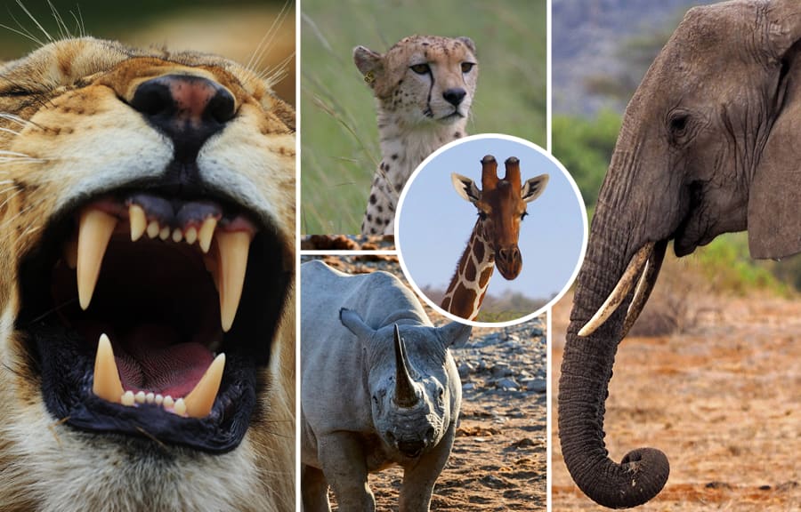Leijona, gepardi, kiraffi. afrikannorsu ja sarvikuono