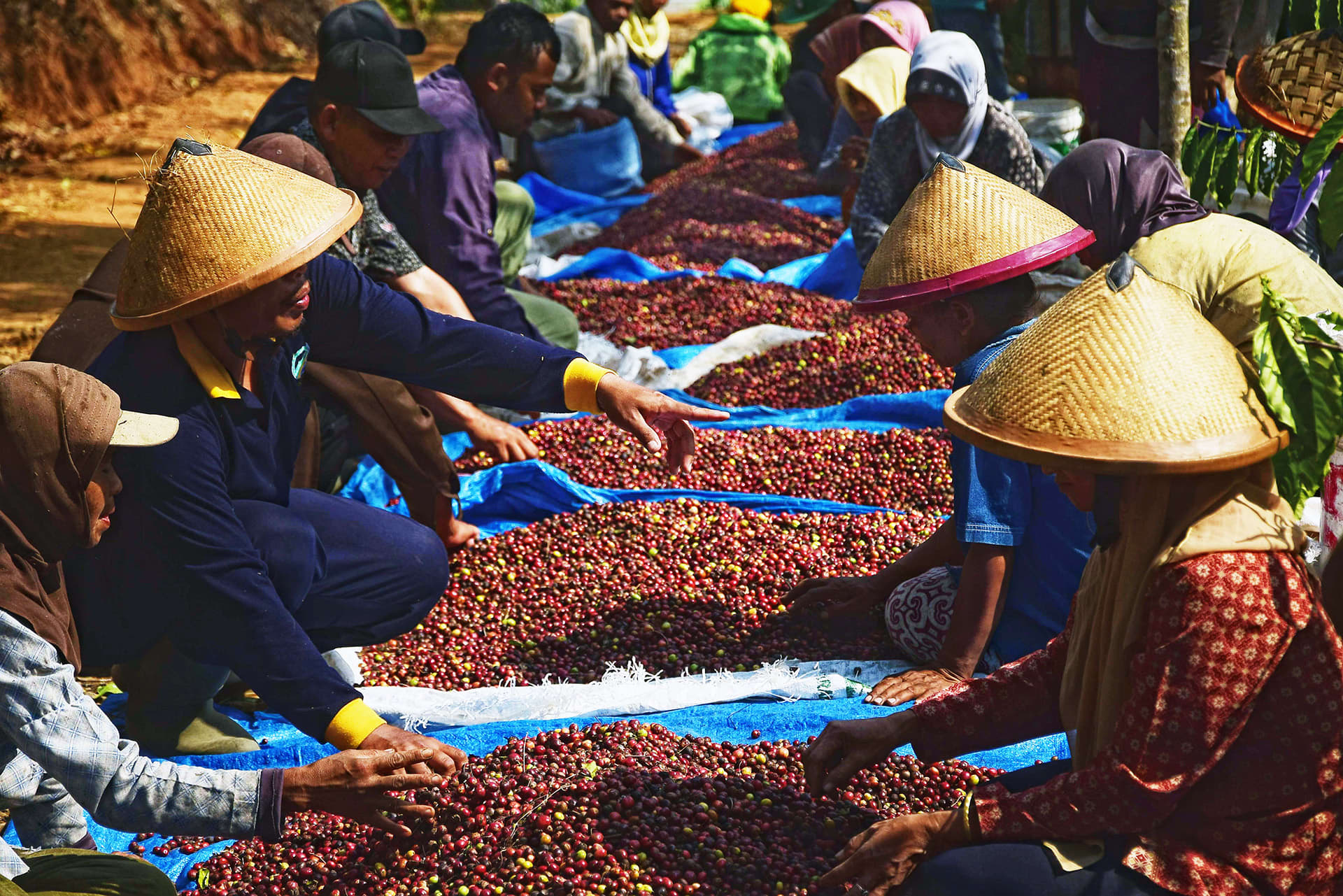 Robusta -lajikeen kahvipapuja lajitellaan Indonesiassa.